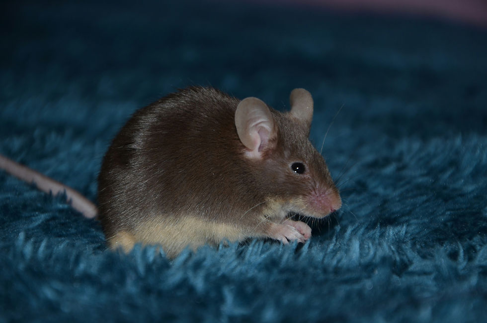 House mouse on a rug.