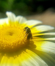 Image by Ram Kishor