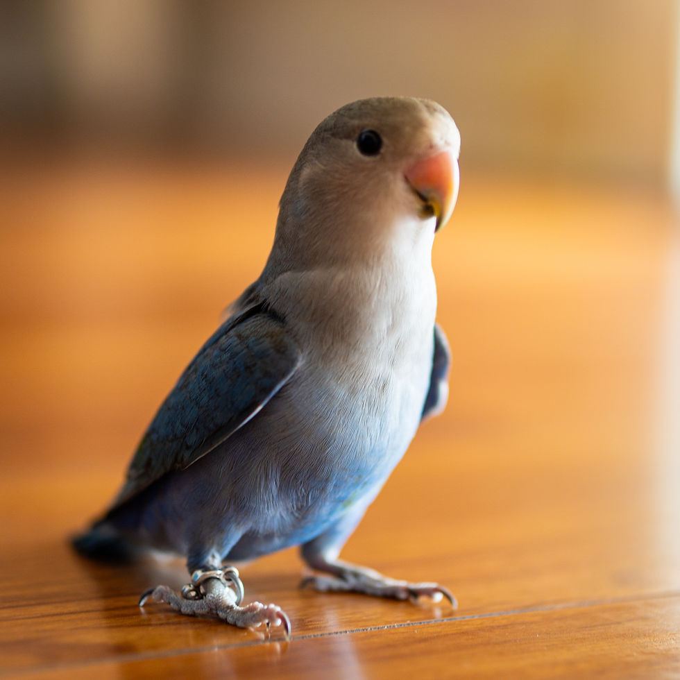 Are lovebirds good pets?