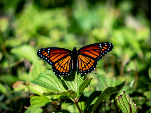 Post Traumatic Growth - Growing Stronger Through Trauma