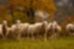 Schafsherde