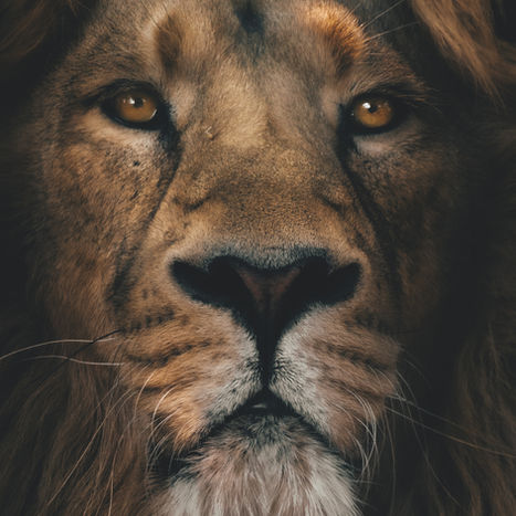 Mathematics in the Animal Kingdom