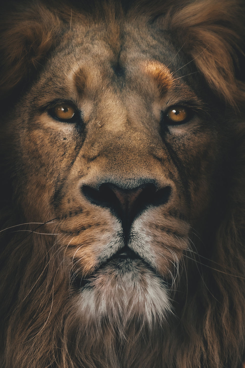 face of a lion