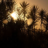 Image by Allec Gomes