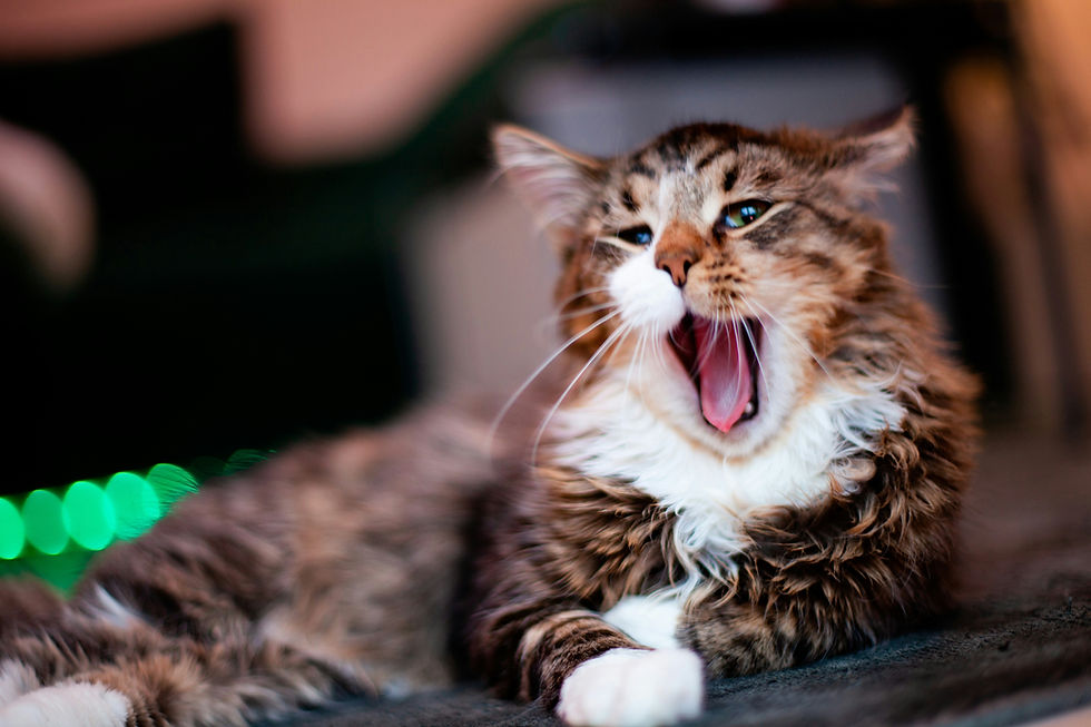 Yawning tabby cat with fluffy fur, lying on a dark surface. Green bokeh lights in the blurred background, conveying a relaxed mood.