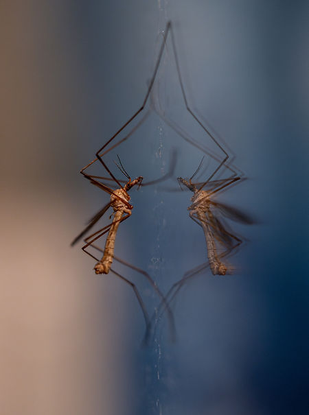 Image by Mike Szczepanski