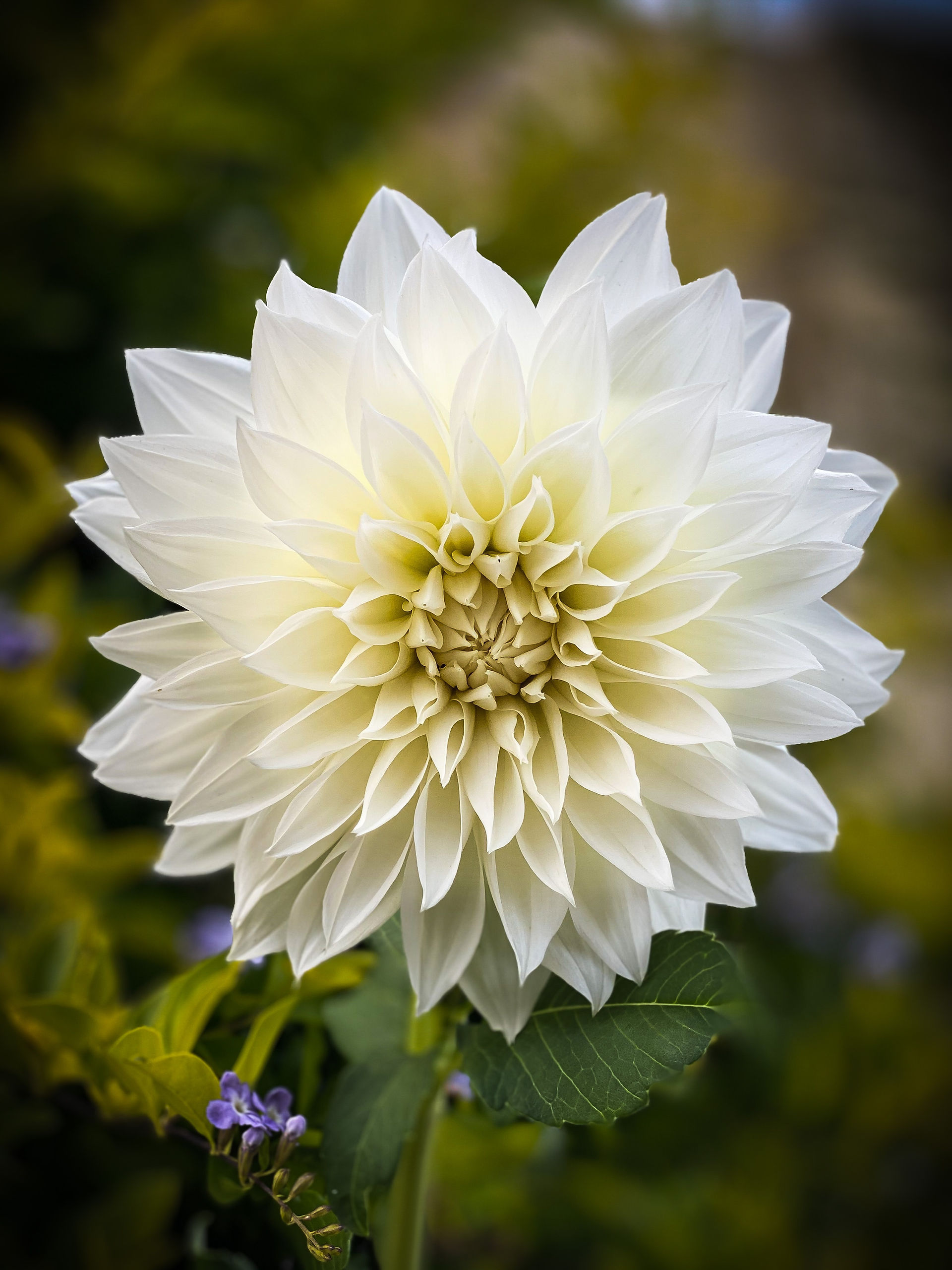 plante ornementale mellifère pour jardin ami des insectes