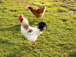 Take a drive with me! A commute, some thoughts ...and lots of chickens.