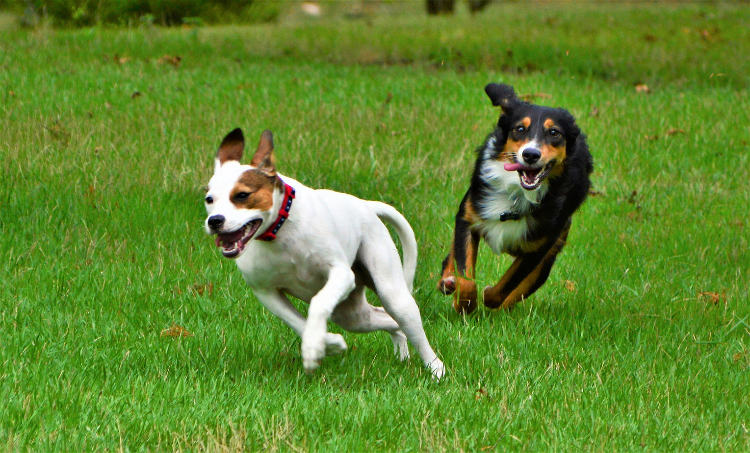 Image by Elliot Bryan