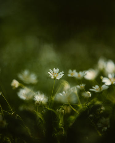 Image by Tamas Tuzes-Katai