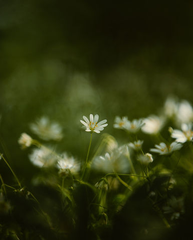 Image by Tamas Tuzes-Katai