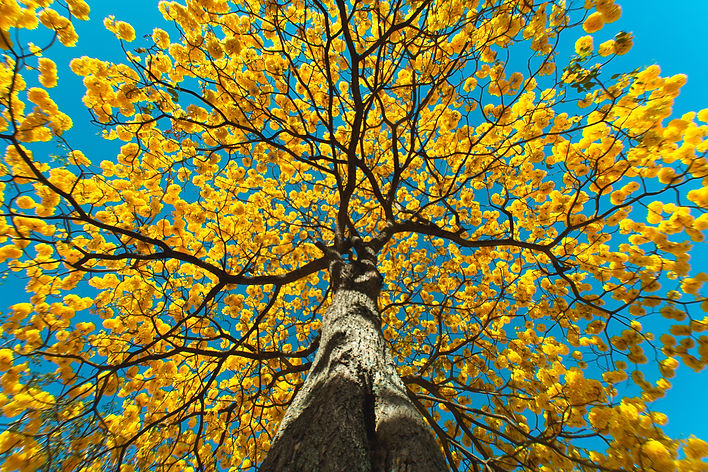 Image by Ricardo Arce