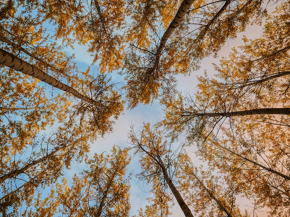 Image by David Kovalenko