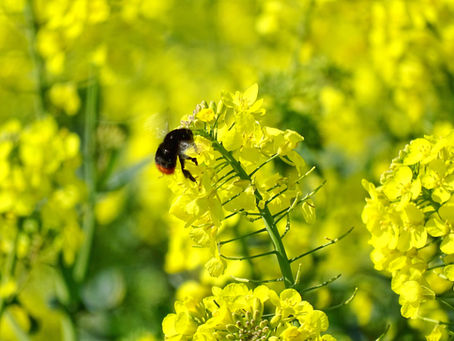 Fertilizarea la cultura de rapiță