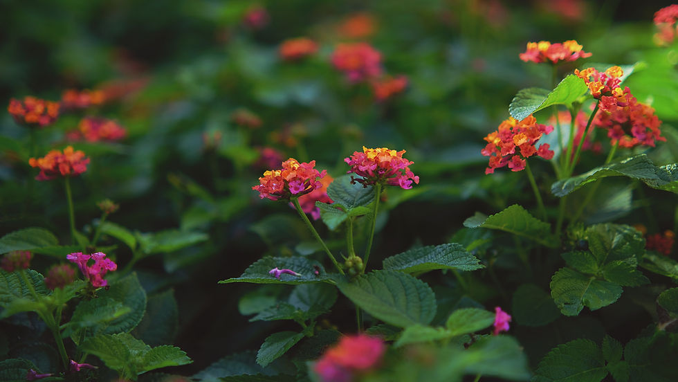 Lantana with pink, orange, and yellow flowers that are great for butterflies and will attract pollinators to a Pennsylvania garden.