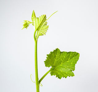 Image by Adrian Dale