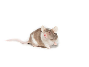Mouse in the house!