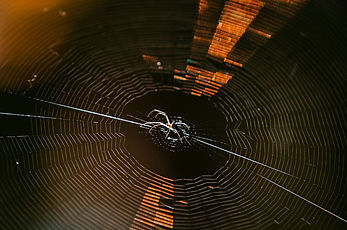Image by Valeriia Neganova