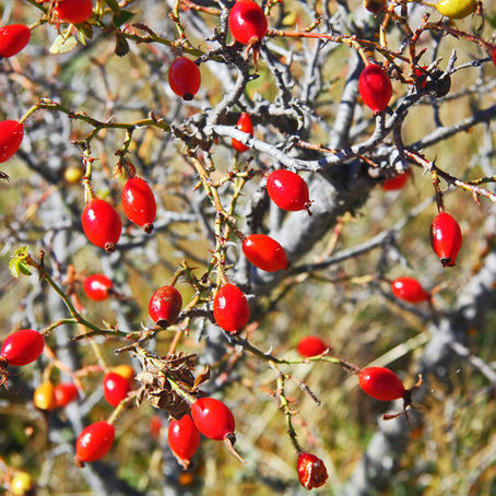 Gelée et cynorrhodons