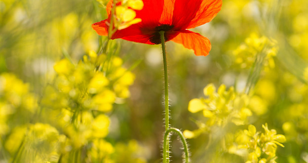 Image by Diana Parkhouse