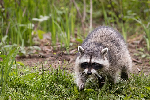 Young Raccoon looking for food