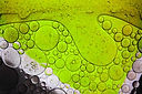 Chlorella