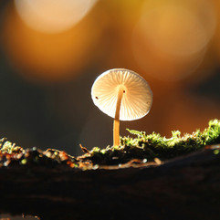 colorful autumn mushrooms in the forest