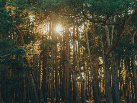 Baño de Bosque al atardecer