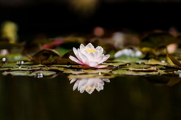 Image by Jason Leung