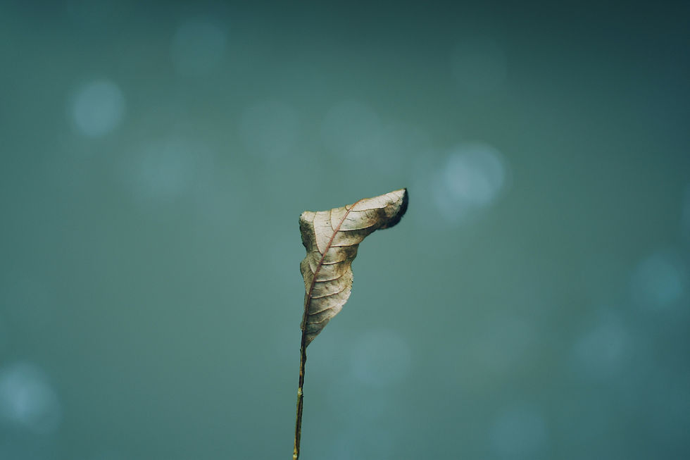 A single dried curled leaf on a thin stem against a soft teal blurred background, creating a calm, minimalist mood