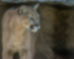 The Nebraska Game and Parks Commission will consider recommendations for a 2027 mountain lion hunting season at its Aug. 14 meeting in Blair.