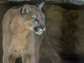 NGPC Considers 2027 Mountain Lion Season