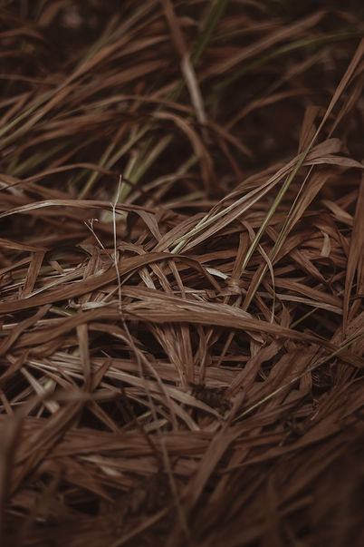 Image by Aedrian Salazar