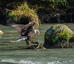 Image by Greg Johnson