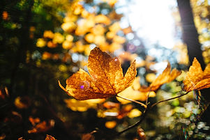 Image by Markus Spiske