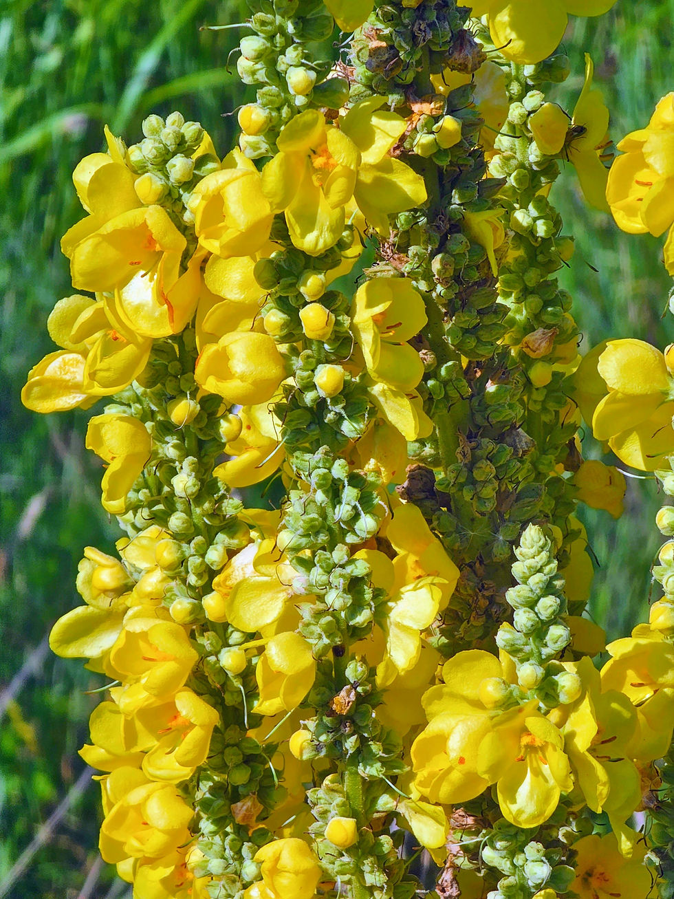 mullein flower