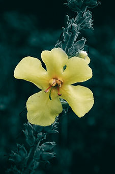 Image by Wyxina Tresse