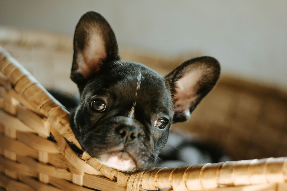 Schattige Franse Bulldog in houten hondenmand