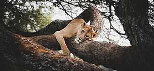 lion overlooking savannah from the tree