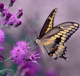 Image de Aaron Burden