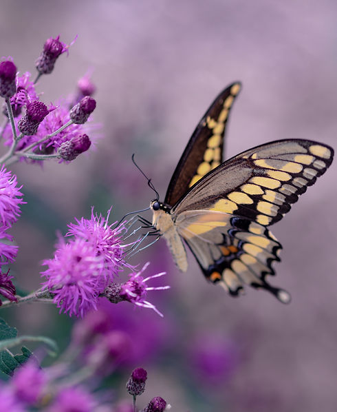 Image by Aaron Burden