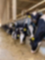 Dairy
