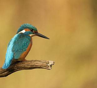 Image by Hans Veth