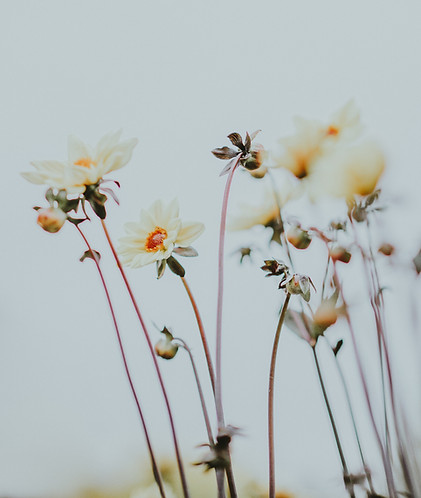 Image by Annie Spratt