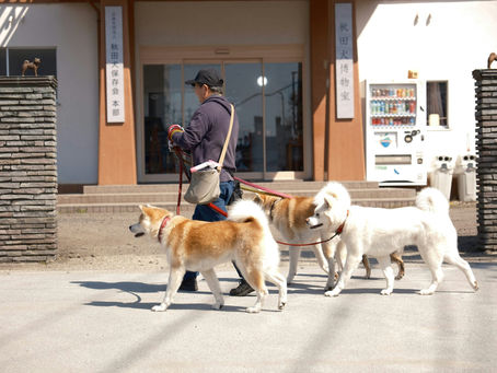 【寵物新聞】不可不知的人畜共通傳染病