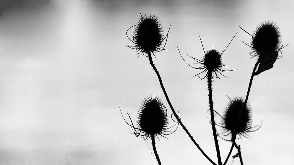 Image by Mark Timberlake