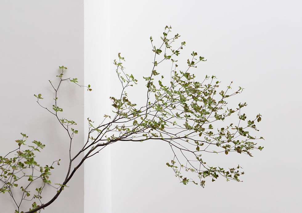 Image by Dong Cheng