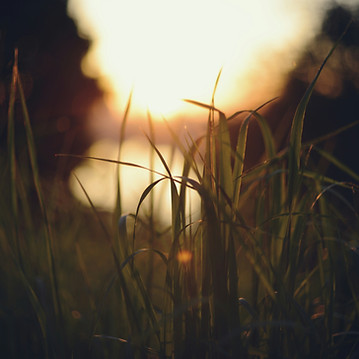 Image by Liana S