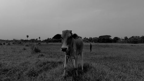 Vaca flaca en corral; evaluación de condición corporal y salud animal.