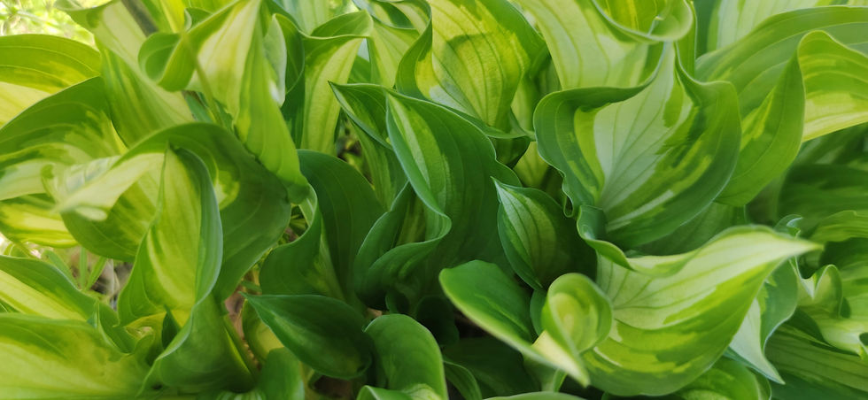 Close-up of vibrant green hosta leaves with variegated patterns, creating a lush, natural background with a feeling of freshness.
